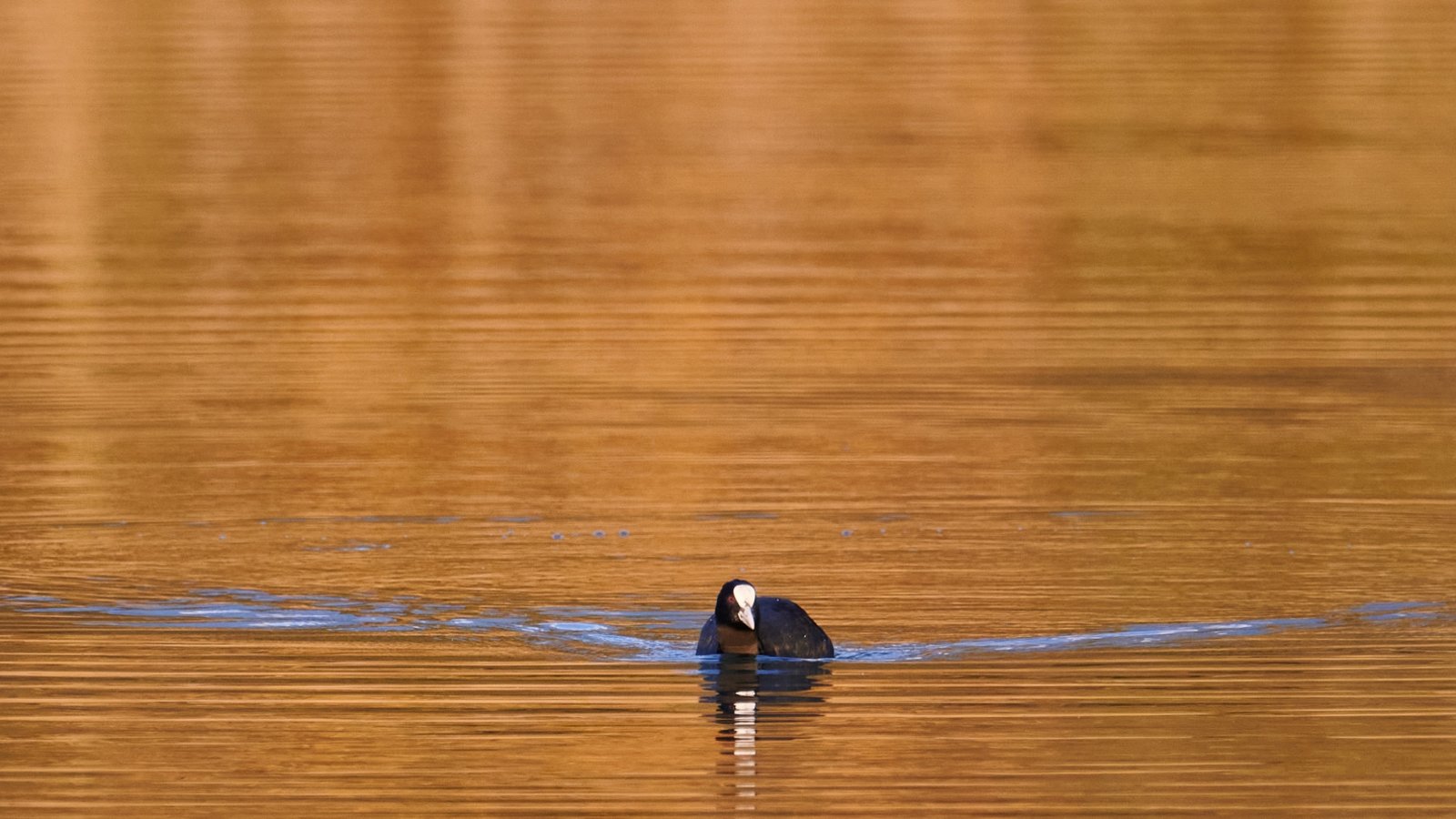 „Blässhuhn schwimmt in Gold“, schreibt Werner Frey zu seinem Foto vom Ensinger See.