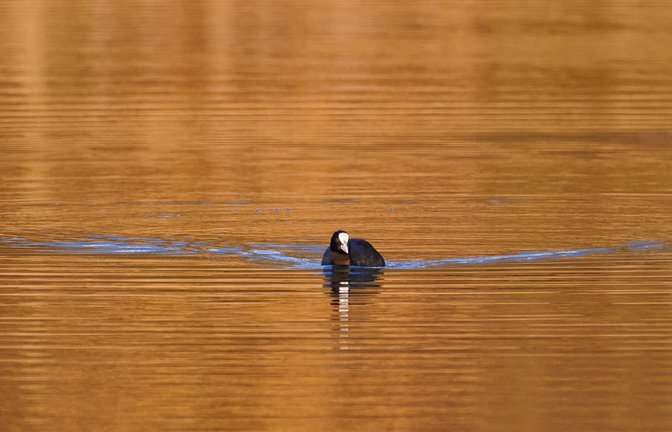 „Blässhuhn schwimmt in Gold“, schreibt Werner Frey zu seinem Foto vom Ensinger See.