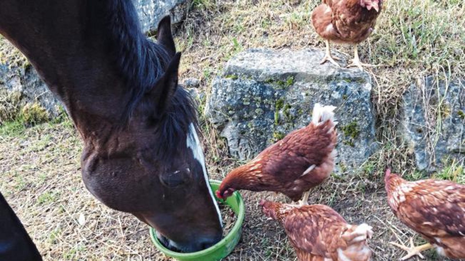 „Kein Futterneid – Pferd und Hühner verstehen sich“, schreibt unser Leser Rainer Kocher aus Eberdingen zu seinem tierischen Schnappschuss.