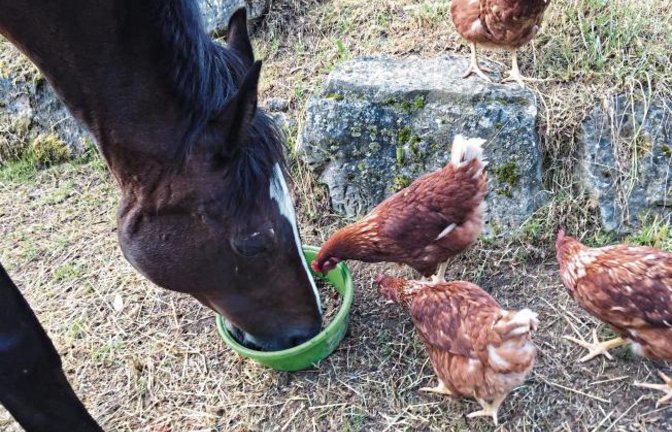 „Kein Futterneid – Pferd und Hühner verstehen sich“, schreibt unser Leser Rainer Kocher aus Eberdingen zu seinem tierischen Schnappschuss.
