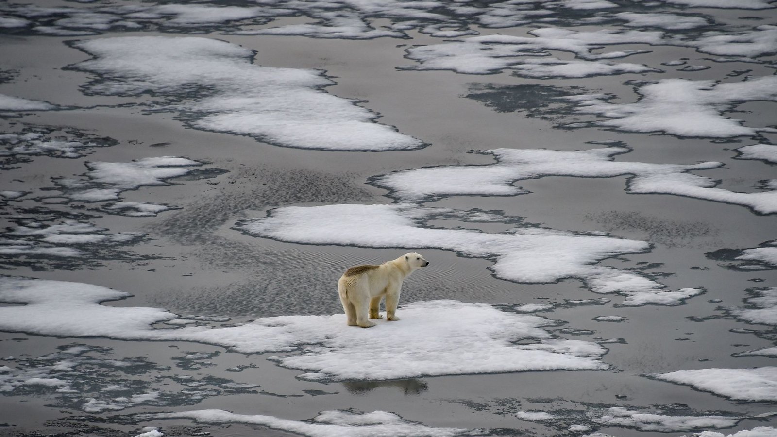 Der Eisbär im Franz-Josef-Land wurde 2021 fotografiert. (Archivbild)Foto: AFP/EKATERINA ANISIMOVA