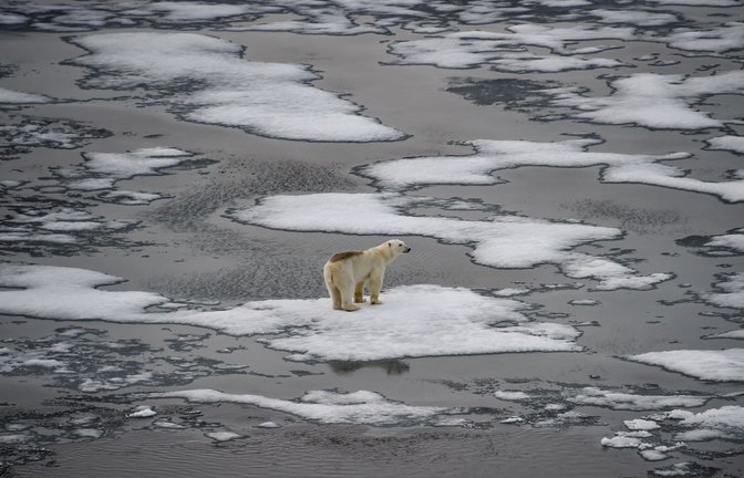 Der Eisbär im Franz-Josef-Land wurde 2021 fotografiert. (Archivbild)<span class='image-autor'>Foto: AFP/EKATERINA ANISIMOVA</span>