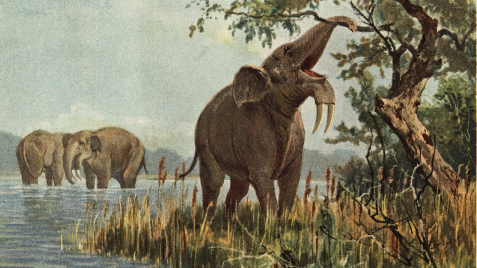 So stellte sich ein Künstler Anfang des 20. Jahrhunderts eine urzeitliche Seelandschaft und grasende Ur-Elefanten der Art Deinotherium giganteum vor.Foto: Imago/U/G