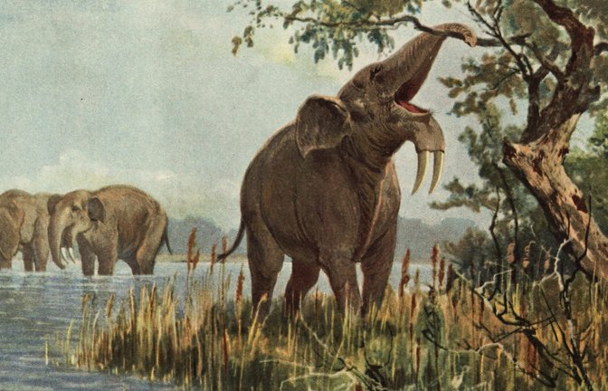 So stellte sich ein Künstler Anfang des 20. Jahrhunderts eine urzeitliche Seelandschaft und grasende Ur-Elefanten der Art Deinotherium giganteum vor.<span class='image-autor'>Foto: Imago/U/G</span>