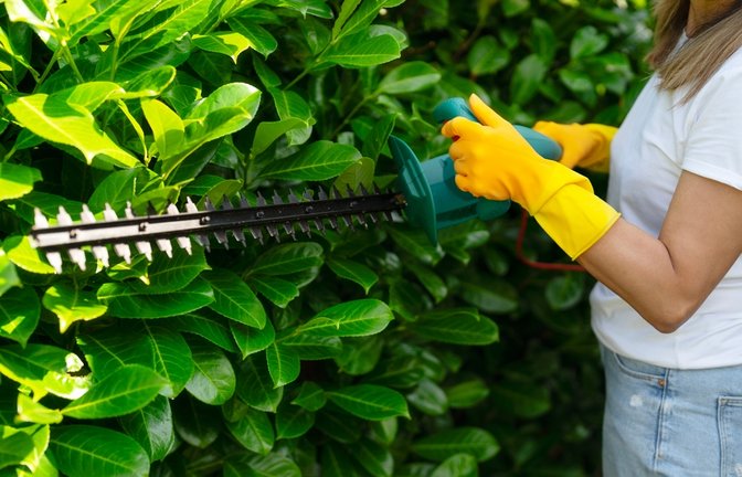Ab März gelten strenge Regeln beim Heckenschnitt.<span class='image-autor'>Foto: Irene Miller / shutterstock.com</span>