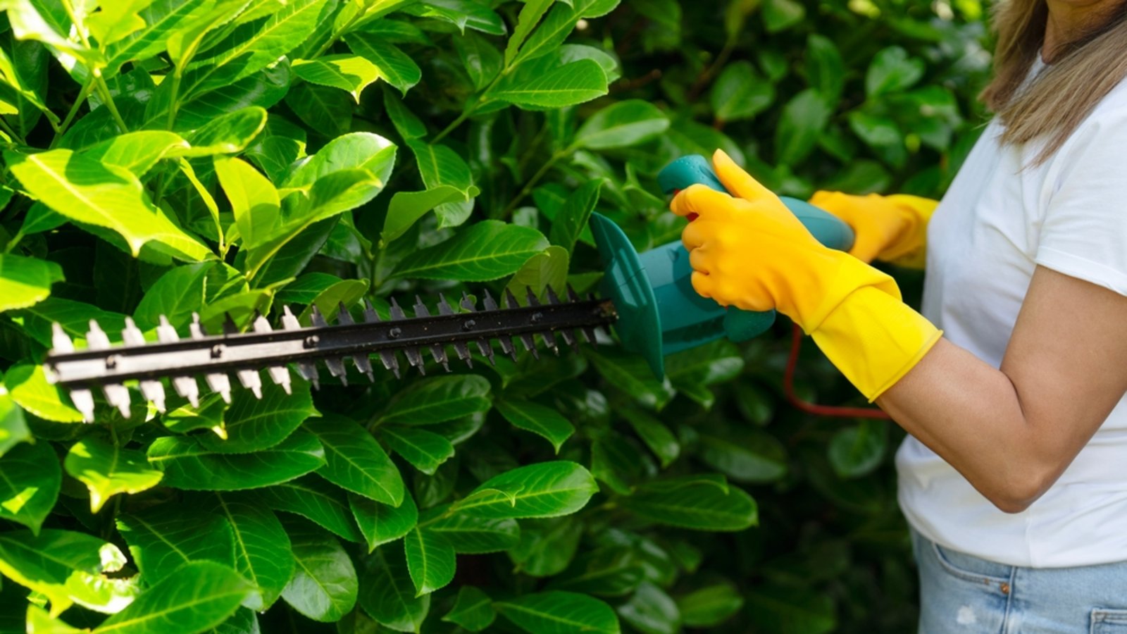 Ab März gelten strenge Regeln beim Heckenschnitt.Foto: Irene Miller / shutterstock.com Ab März gelten strenge Regeln beim Heckenschnitt.Foto: Irene Miller / shutterstock.com