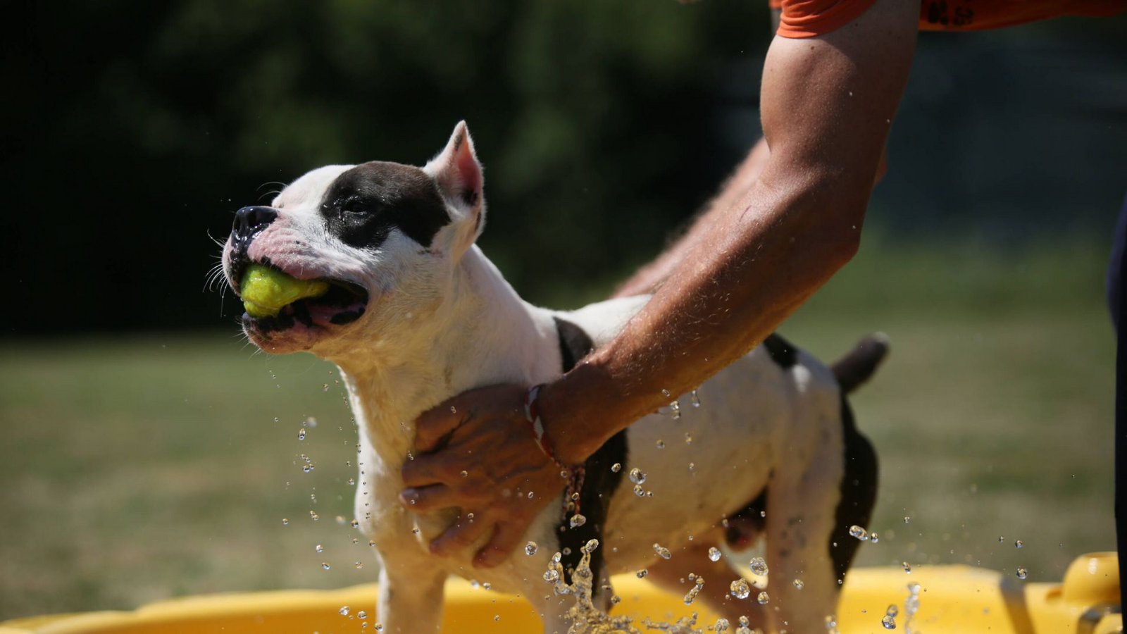 Manchmal hilft nur noch Planschen.Foto: IMAGO/Pixsell/IMAGO/Leonardo Bosnar/PIXSELL