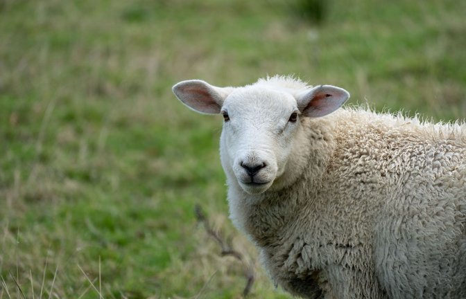 Ein aggressives Schaf hat ein Paar auf einem Feldweg attackiert (Symbolfoto).<span class='image-autor'>Foto: &nbsp;</span>
