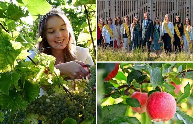 Die badische Weinkönigin macht sich im Weinberg nützlich, aber auch Streuobstwiesen haben längst monarchische Gesichter.<span class='image-autor'>Foto: -/Deutsches Weininstitut//dpa</span>