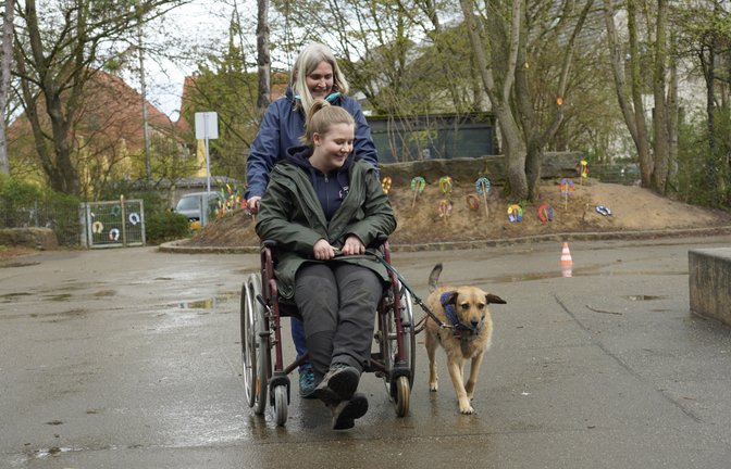 In Ludwigsburg-Poppenweiler üben die Therapiehunde ihre bevorstehenden Einsätze.