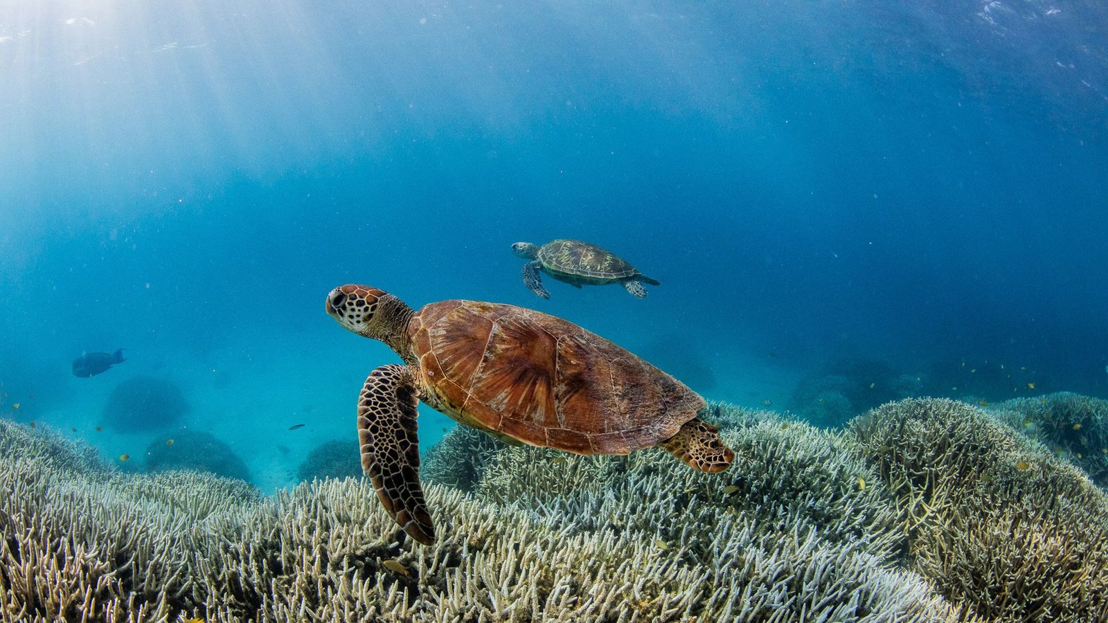 Schildkröten im südlichen Bereich des Great Barrier Reefs.Foto: Theundertow Ocean & Divers for Climat//dpa Schildkröten im südlichen Bereich des Great Barrier Reefs.Foto: Theundertow Ocean & Divers for Climat//dpa
