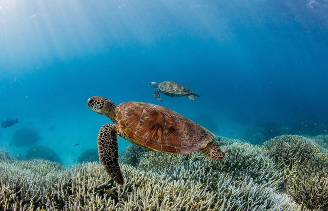 Schildkröten im südlichen Bereich des Great Barrier Reefs.<span class='image-autor'>Foto: Theundertow Ocean & Divers for Climat//dpa</span>
