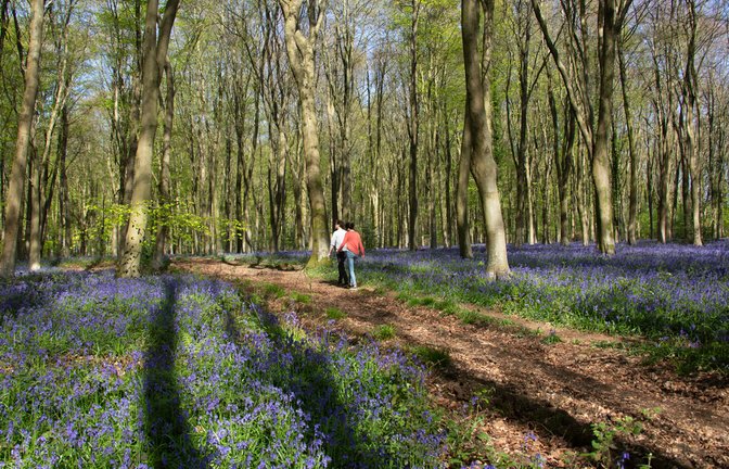 Ist ein Spaziergang in der Natur erlaubt?<span class='image-autor'>Foto: SeraphP / shutterstock.com</span>