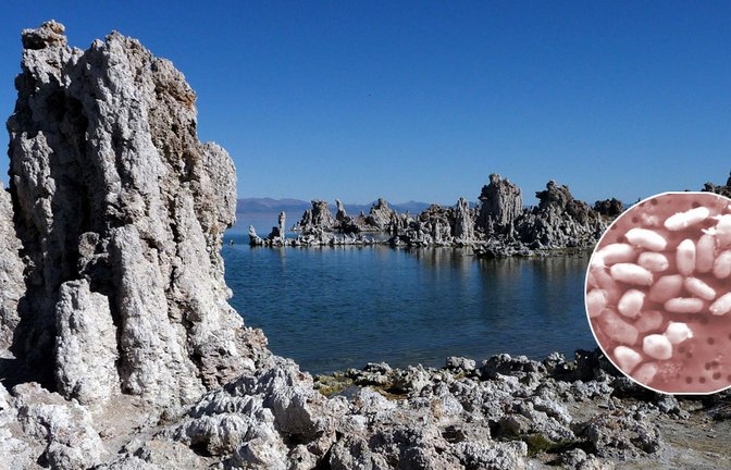 Im kalifornischen Mono Lake hatten Forscher im Jahr 2010 Bakterien entdeckt, die Arsen statt Phosphor in ihre DNA einbauen können. So jedenfalls dachte man damals.<span class='image-autor'>Foto: © HG: Octagon/CC-by 3.0</span>