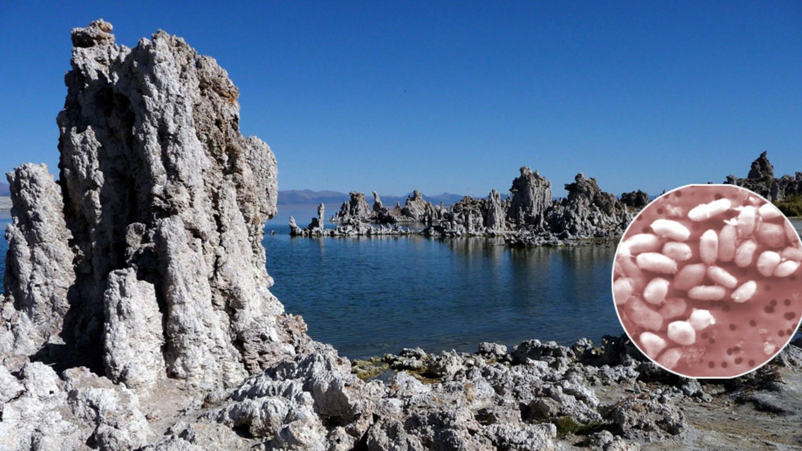 Im kalifornischen Mono Lake hatten Forscher im Jahr 2010 Bakterien entdeckt, die Arsen statt Phosphor in ihre DNA einbauen können. So jedenfalls dachte man damals.Foto: © HG: Octagon/CC-by 3.0 Im kalifornischen Mono Lake hatten Forscher im Jahr 2010 Bakterien entdeckt, die Arsen statt Phosphor in ihre DNA einbauen können. So jedenfalls dachte man damals.Foto: © HG: Octagon/CC-by 3.0