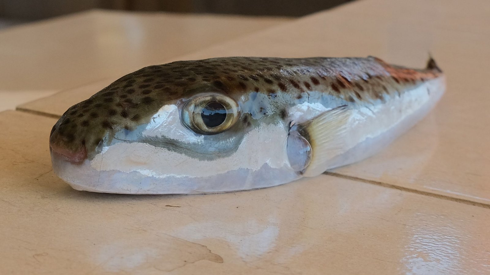 Ein Hasenkopf-Kugelfisch liegt auf einem Tisch.Foto: Anne Pollmann/dpa Ein Hasenkopf-Kugelfisch liegt auf einem Tisch.Foto: Anne Pollmann/dpa