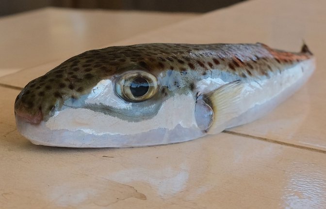 Ein Hasenkopf-Kugelfisch liegt auf einem Tisch.<span class='image-autor'>Foto: Anne Pollmann/dpa</span>