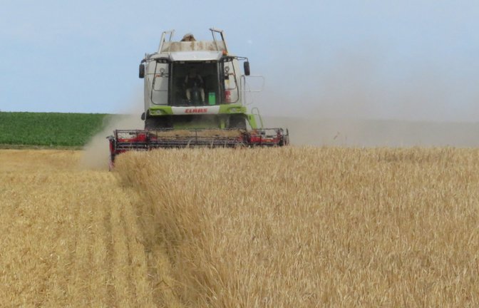 Start der Getreideernte, hier auf dem Vaihinger Weitfeld mit Braugerste. Das schöne Wetter muss ausgenutzt werden – auch an einem Sonntag.  <span class='image-autor'>Foto: Arning</span>