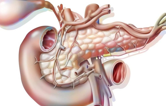Die Bauchspeicheldrüse – auch Pankreas genannt – ist eine Drüse im Bauchraum, die für die Verdauung und den Zuckerstoffwechsel zuständig ist. Sie produziert Verdauungsenzyme für den Dünndarm und Hormone wie Insulin und Glukagon, die den Blutzuckerspiegel regulieren.<span class='image-autor'>Imago/UIG</span>