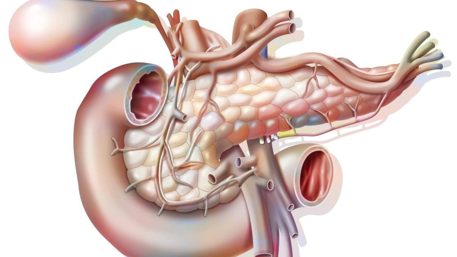 Die Bauchspeicheldrüse – auch Pankreas genannt – ist eine Drüse im Bauchraum, die für die Verdauung und den Zuckerstoffwechsel zuständig ist. Sie produziert Verdauungsenzyme für den Dünndarm und Hormone wie Insulin und Glukagon, die den Blutzuckerspiegel regulieren.Imago/UIG Die Bauchspeicheldrüse – auch Pankreas genannt – ist eine Drüse im Bauchraum, die für die Verdauung und den Zuckerstoffwechsel zuständig ist. Sie produziert Verdauungsenzyme für den Dünndarm und Hormone wie Insulin und Glukagon, die den Blutzuckerspiegel regulieren.Imago/UIG