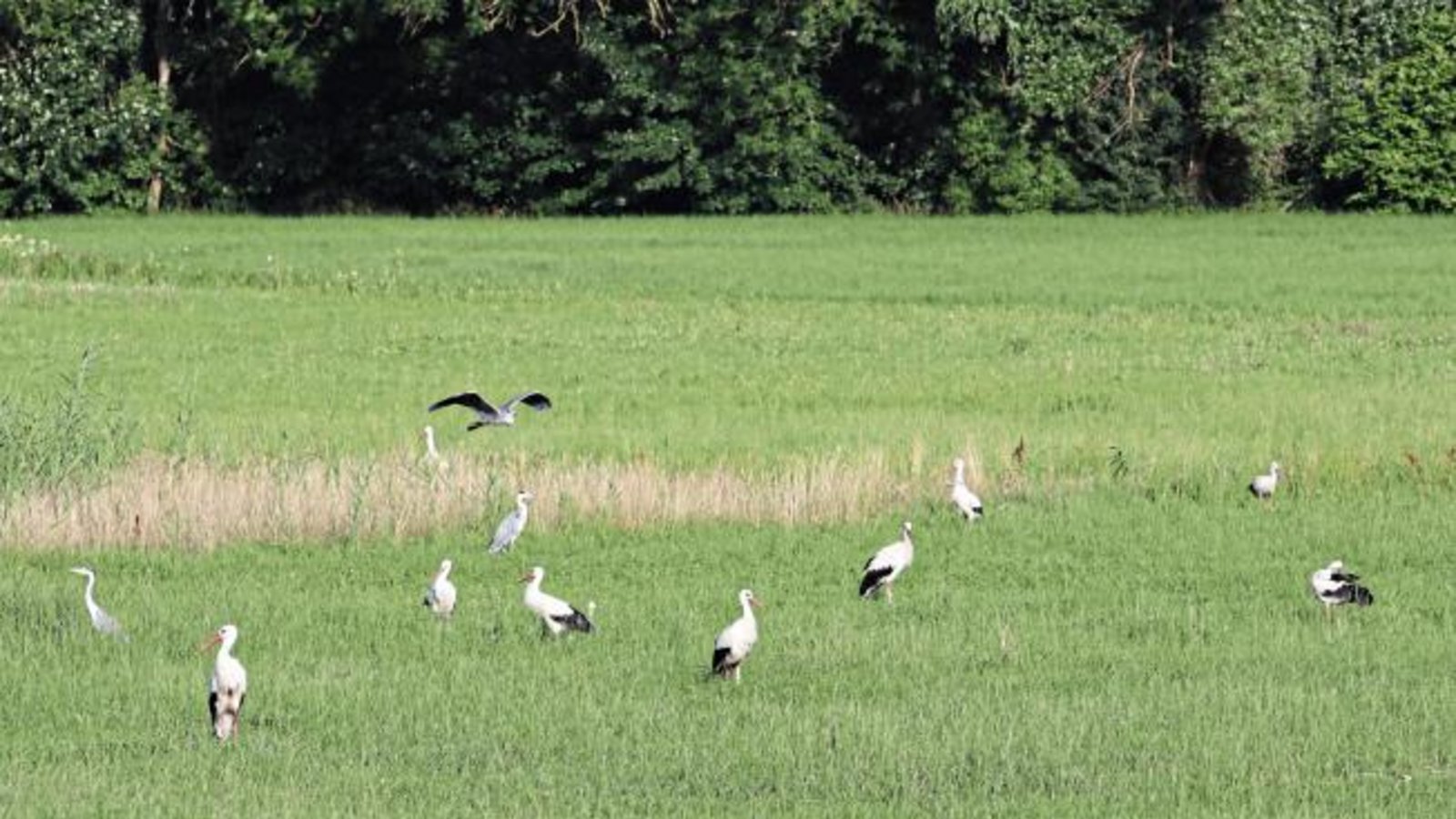 „In Horrheim war der Bär... äh... Vogel los.14 Weißstörche und drei Graureiher trafen sich zum Picknick“, schreibt Jochen Scharpf zu seinem Foto.