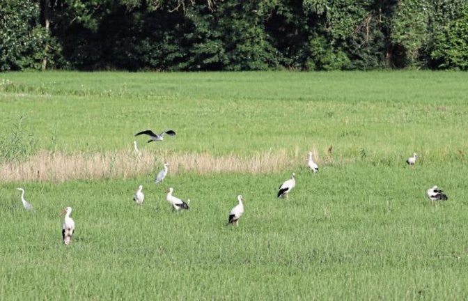 „In Horrheim war der Bär... äh... Vogel los.14 Weißstörche und drei Graureiher trafen sich zum Picknick“, schreibt Jochen Scharpf zu seinem Foto.
