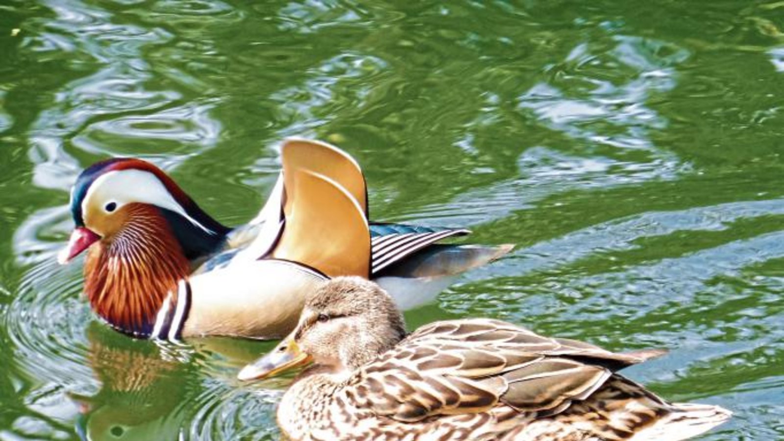 Eine „offensichtlich adoptierte Mandarin-Ente“ hat Thomas Frei auf der Enz bei der Vaihinger Mühle fotografiert. Vielleicht hat das Stockentenweibchen aber auch sein Herz an den spektakulär schönen Mandarin-Entenmann verloren, bei dem es sich vermutlich um einen Gefangenschaftsflüchtling handelt. Eine „offensichtlich adoptierte Mandarin-Ente“ hat Thomas Frei auf der Enz bei der Vaihinger Mühle fotografiert. Vielleicht hat das Stockentenweibchen aber auch sein Herz an den spektakulär schönen Mandarin-Entenmann verloren, bei dem es sich vermutlich um einen Gefangenschaftsflüchtling handelt.