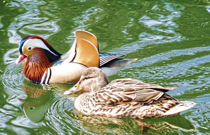 Eine „offensichtlich adoptierte Mandarin-Ente“ hat Thomas Frei auf der Enz bei der Vaihinger Mühle fotografiert. Vielleicht hat das Stockentenweibchen aber auch sein Herz an den spektakulär schönen Mandarin-Entenmann verloren, bei dem es sich vermutlich um einen Gefangenschaftsflüchtling handelt.