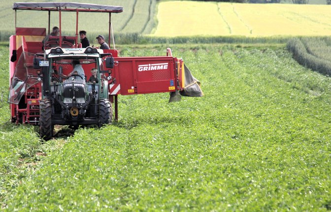 Bahn für Bahn: Der Kartoffelroder fährt über den Acker im Vaihinger Galgenfeld. <span class='image-autor'>Fotos: Kauer</span>