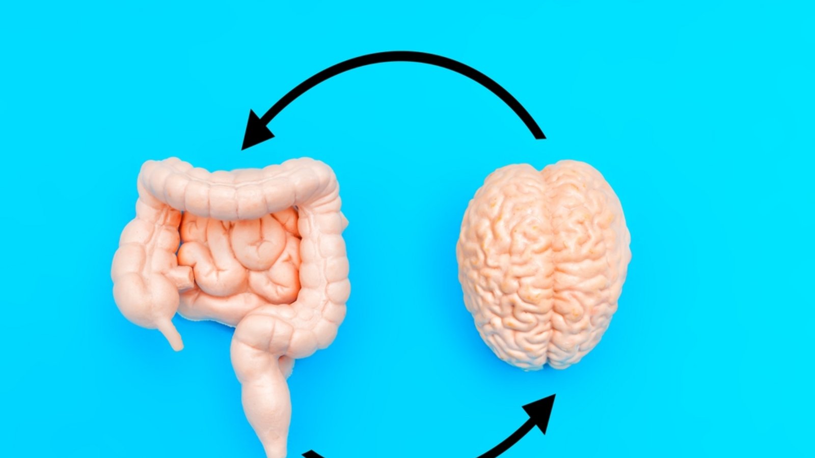 Eine Studie aus Tübingen und Leinfelden-Echterdingen zeigt: Veränderungen im Mikrobiom können Jahre vor ersten Alzheimer-Symptomen auf eine beginnende Demenz hinweisen.Foto: Chizhevskaya Ekaterina / Shutterstock.com Eine Studie aus Tübingen und Leinfelden-Echterdingen zeigt: Veränderungen im Mikrobiom können Jahre vor ersten Alzheimer-Symptomen auf eine beginnende Demenz hinweisen.Foto: Chizhevskaya Ekaterina / Shutterstock.com