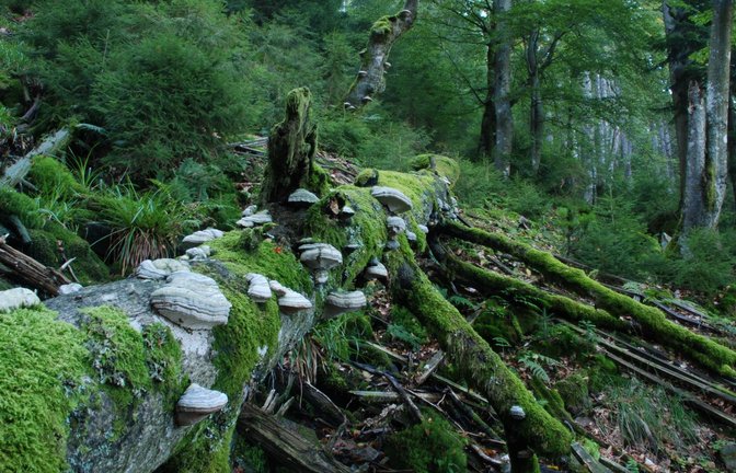 Ist der Nationalpark vor allem für die Natur oder für die Menschen da? Grüne und CDU haben nicht nur dazu unterschiedliche Ansichten.<span class='image-autor'>Foto: Charly Ebel/Nationalpark Schwarzwald</span>