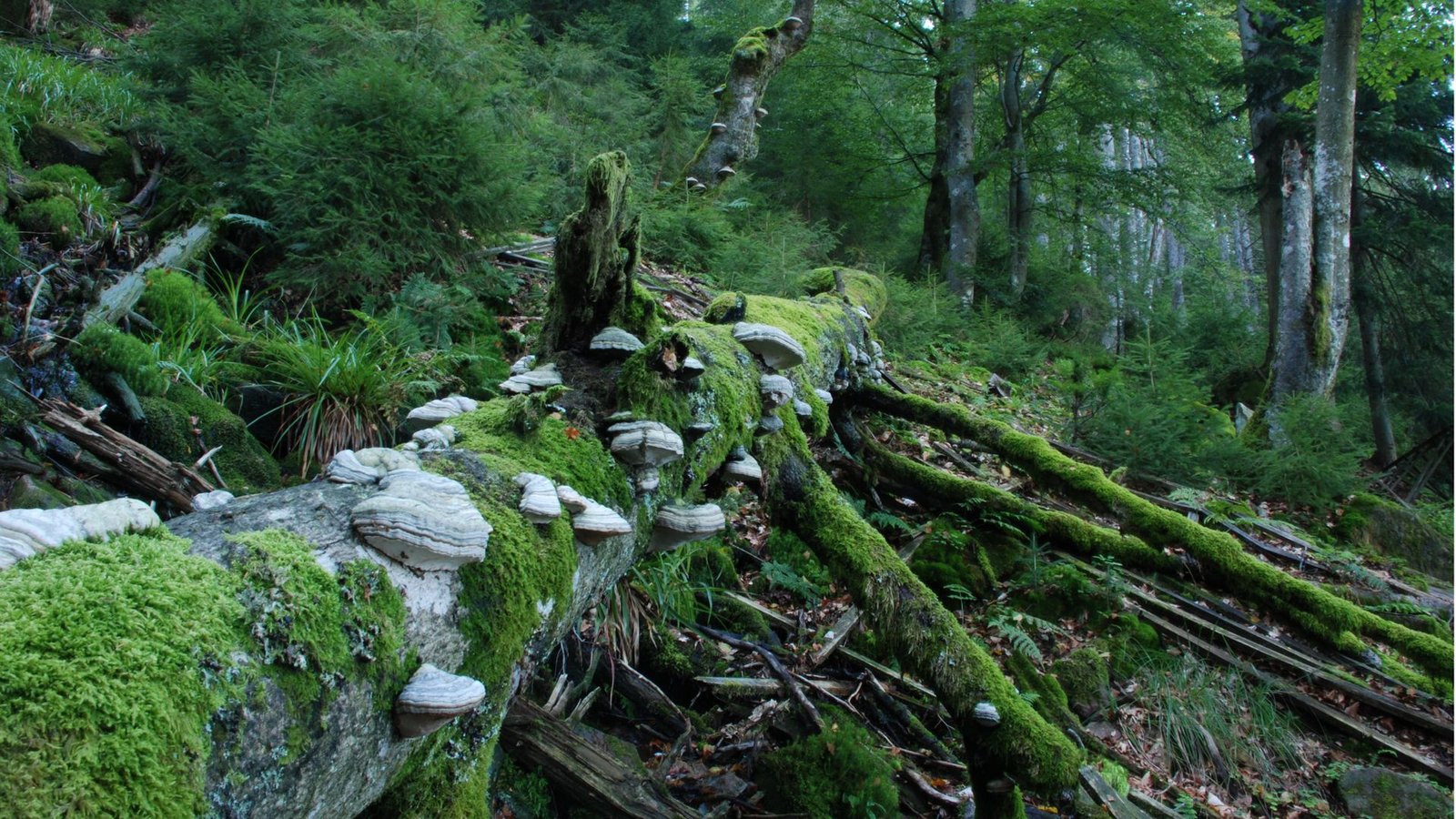Ist der Nationalpark vor allem für die Natur oder für die Menschen da? Grüne und CDU haben nicht nur dazu unterschiedliche Ansichten.Foto: Charly Ebel/Nationalpark Schwarzwald Ist der Nationalpark vor allem für die Natur oder für die Menschen da? Grüne und CDU haben nicht nur dazu unterschiedliche Ansichten.Foto: Charly Ebel/Nationalpark Schwarzwald