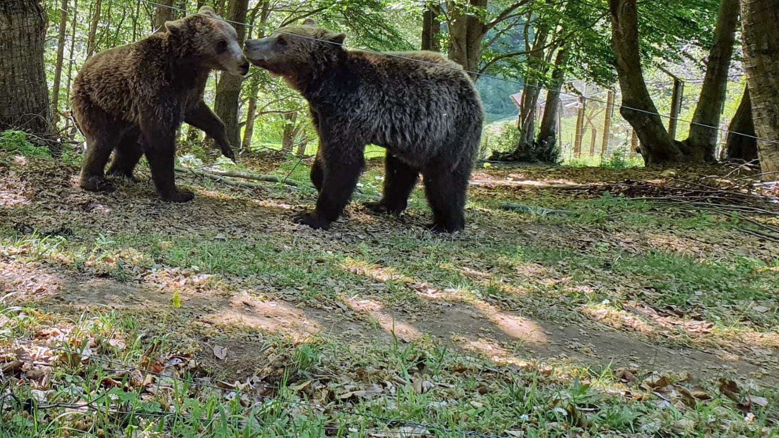 Auch in Griechenland sind die Bären für Menschen ein Problem.Foto: Takis Tsafos/dpa Auch in Griechenland sind die Bären für Menschen ein Problem.Foto: Takis Tsafos/dpa