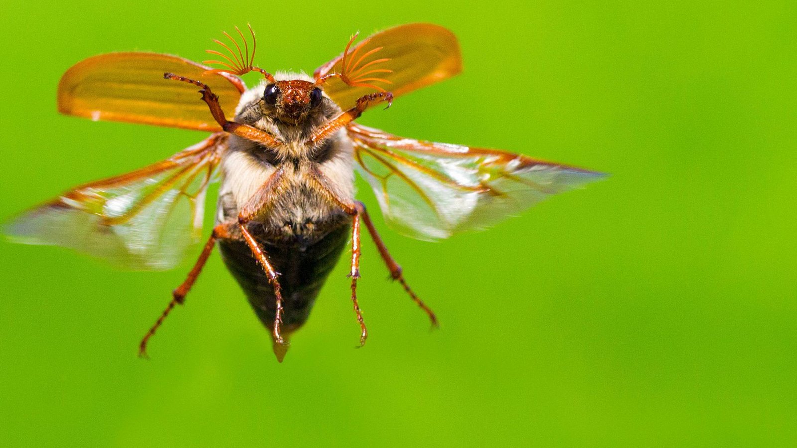 Die Maikäfer fliegen vielerorts wieder im Wonnemonat Mai.Foto: Imago/Blickwinkel