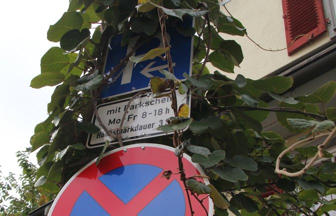 Mutter Natur schreckt mit ihrem einnehmenden Wesen auch vor Parkschildern nicht zurück.  <span class='image-autor'>Foto: Banholzer</span>