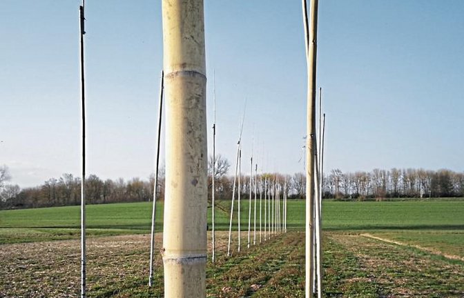 Das Hopfenfeld in der Hart in Lienzingen. Foto: p