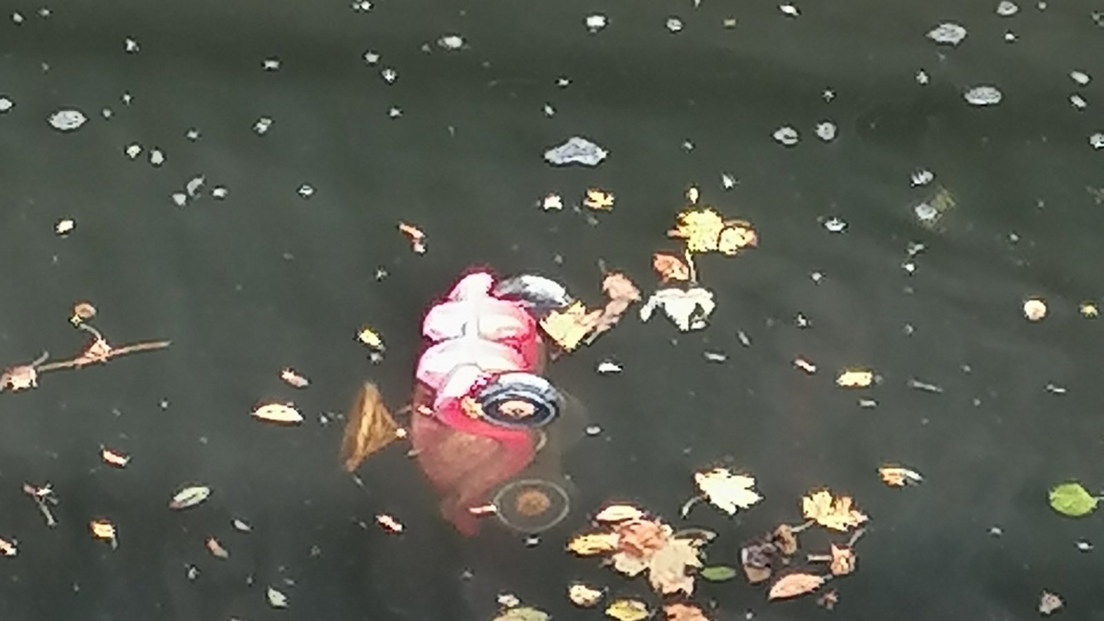 Gibt es Bobbycars jetzt auch als Amphibienfahrzeuge? Gesehen in der Enz am Wehr bei der Vaihinger Mühle.  Foto: Banholzer