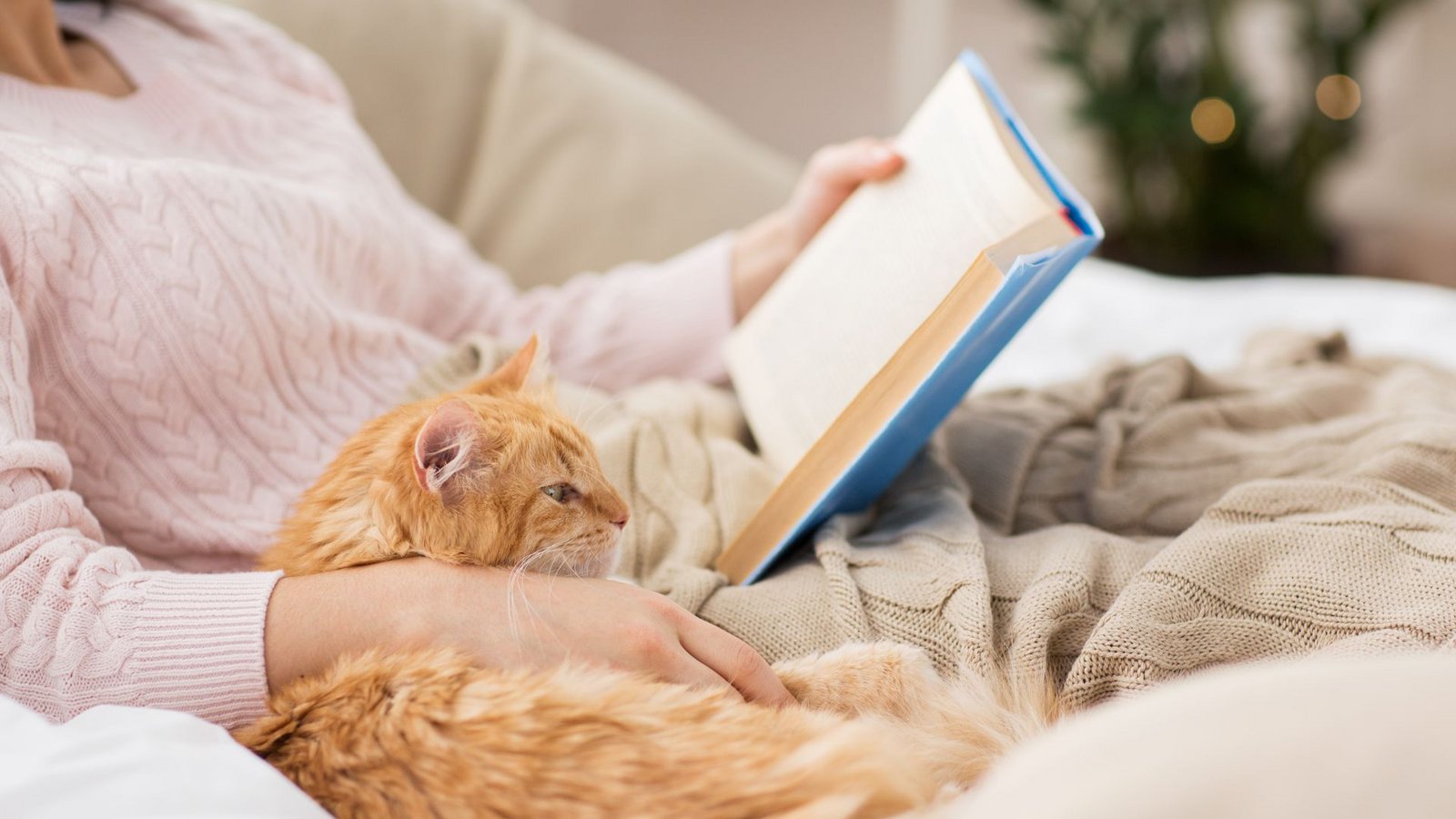 Katze statt Mann? Glaubt man sozialen Netzwerken bevorzugen immer mehr junge Frauen heutzutage das Lebensmodell kinderlose Katzenfrau.Foto: IMAGO//lev dolgachov Katze statt Mann? Glaubt man sozialen Netzwerken bevorzugen immer mehr junge Frauen heutzutage das Lebensmodell kinderlose Katzenfrau.Foto: IMAGO//lev dolgachov