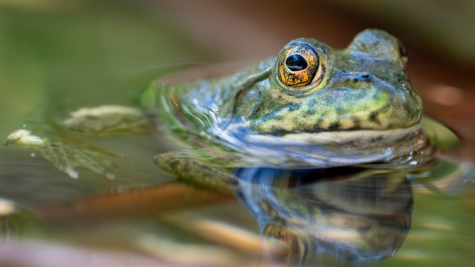 Der aus Nordamerika stammende Ochsenfrosch frisst Fische, andere Amphibien und sogar Vogelküken.Foto: Robin Loznak/ZUMA Press Wire/dpa Der aus Nordamerika stammende Ochsenfrosch frisst Fische, andere Amphibien und sogar Vogelküken.Foto: Robin Loznak/ZUMA Press Wire/dpa