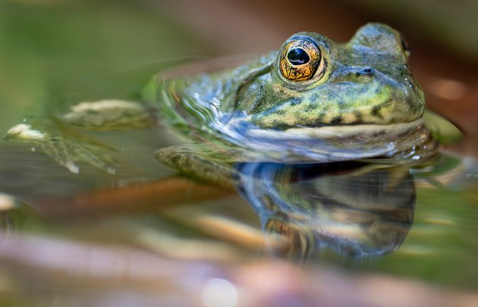 Der aus Nordamerika stammende Ochsenfrosch frisst Fische, andere Amphibien und sogar Vogelküken.<span class='image-autor'>Foto: Robin Loznak/ZUMA Press Wire/dpa</span>