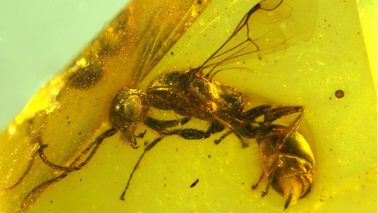 Insektenforscher haben eine bislang unbekannte Wespenart in einem 100 Millionen Jahre altem Bernstein entdeckt. Das Foto wurde mittels Focus Stacking erstellt, um eine Detailschärfe zu erzielen.Foto: Brazidec et al. 2024 Insects/15/Übersee-Museum/dpa