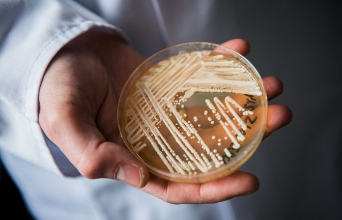 Der Hefepilz Candida auris, hier in einer Petrischale, breitet sich weltweit rasant aus.<span class='image-autor'>Foto: dpa/Nicolas Armer</span>