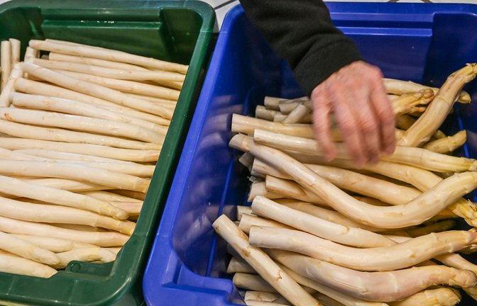 Derzeit bekommen Verbraucher Spargel so günstig wie sonst nicht in der Saison. (Archivbild)<span class='image-autor'>Foto: Jens Kalaene/dpa</span>