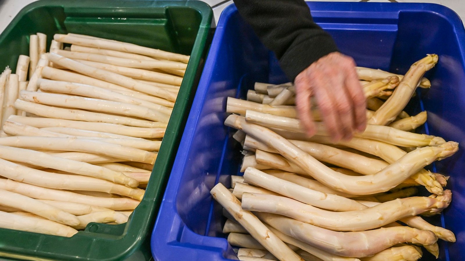 Derzeit bekommen Verbraucher Spargel so günstig wie sonst nicht in der Saison. (Archivbild)Foto: Jens Kalaene/dpa