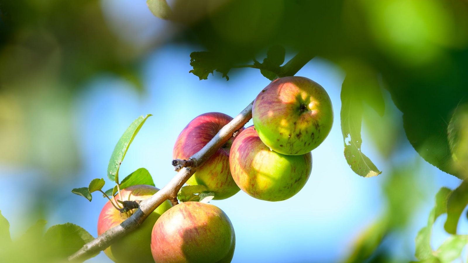 Die Stücklesbesitzer werden in diesem Jahr nur wenig Äpfel ernten können.Foto: dpa/Andreas Arnold Die Stücklesbesitzer werden in diesem Jahr nur wenig Äpfel ernten können.Foto: dpa/Andreas Arnold