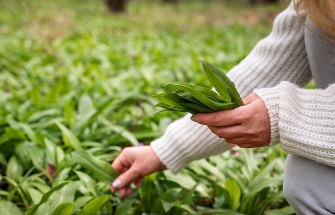 Ohne Genehmigung muss man sich an die "Handstraußregel" halten.<span class='image-autor'>Foto: encierro / shutterstock.com</span>