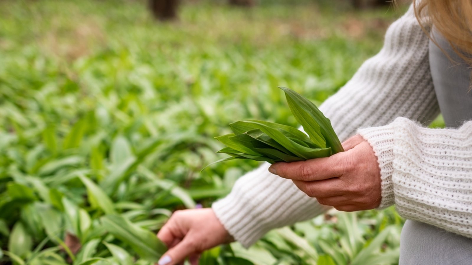 Ohne Genehmigung muss man sich an die "Handstraußregel" halten.Foto: encierro / shutterstock.com