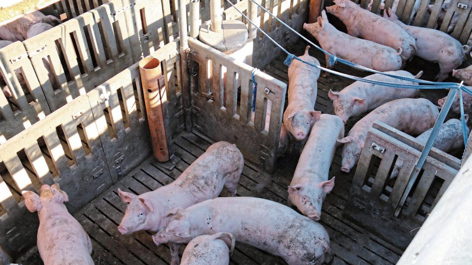 Im Offenstall bei Christoph Schüle in Oberriexingen gibt es für die Mastschweine – wenn sie wollen – auch ein Plätzchen im Freien. Fotos: Rücker Im Offenstall bei Christoph Schüle in Oberriexingen gibt es für die Mastschweine – wenn sie wollen – auch ein Plätzchen im Freien. Fotos: Rücker