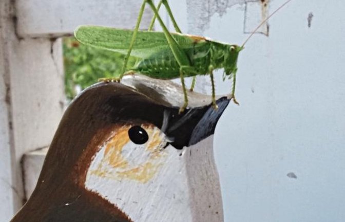 Ein Grünes Heupferd sagt dem Vogel Hallo, geknipst von Ulrike Hämmerle.