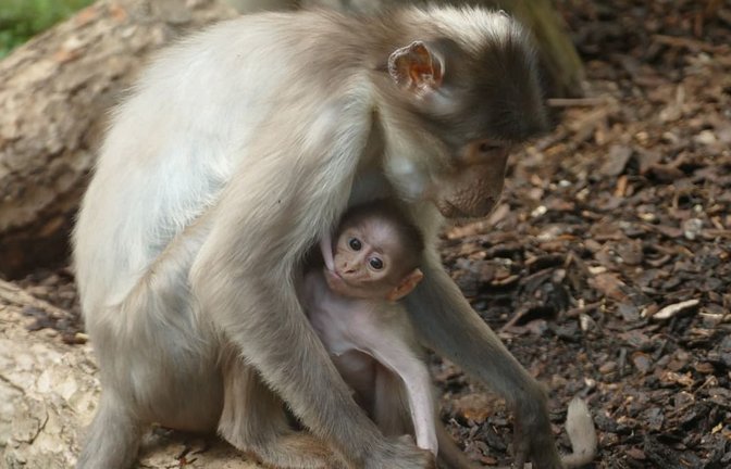 Dicht bei der Mama verbringt das Affenbaby seinen ersten Monat im Zoo Heidelberg.<span class='image-autor'>Petra Medan/Zoo Heidelberg/dpa</span>